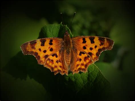 Der C Falter Foto And Bild Tiere Wildlife Schmetterlinge Bilder Auf