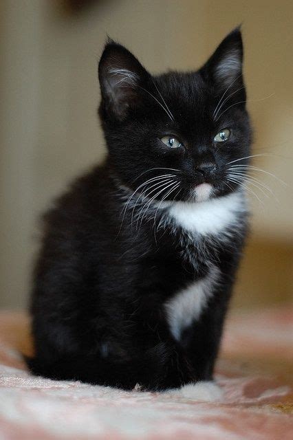 They are rescues from a feral colony, and have become some of the most loving kittens we have ever met. Tuxedo Cat Names Perfect Choice | Cute cats, Cute animals ...