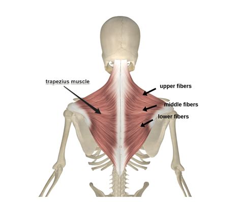 The real shape of your midsection boils down to a formula that includes factors like body type, fat composition, and possibly even the shape of the. Upper Trapezius - In Balance Health