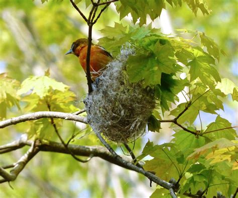 Baltimore Oriole On Nest 51216 Sharon Friends Of Conservation