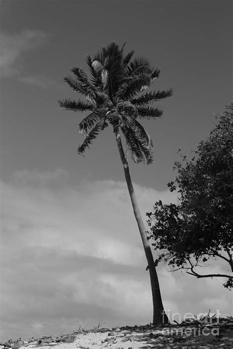 Perfect Palm Tree Photograph By Michael Paskvan Fine Art America