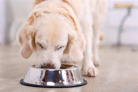 All breeds differ in the quantity of food required. How Much Should I Feed My Dog and How Many Times a Day?