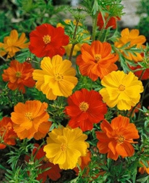 Cosmos Bright Light Mix 50 Seeds On Storenvy