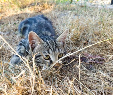 Cat Hunting In Dry Grass Stock Photo Image Of Hunting 193600512