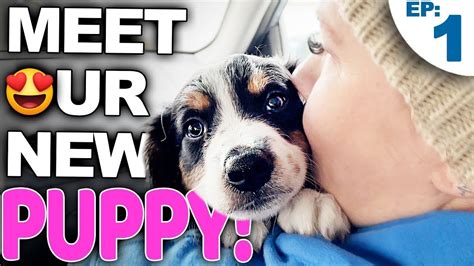 Your Complete Guide For Bringing A New Puppy Home Youtube