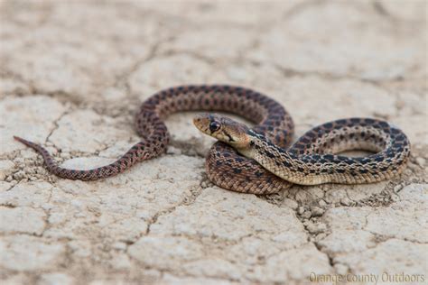 Rattlesnakes and copperheads are very venomous but bull snakes are not poisonous what do bull snakes eat? Pacific Gopher Snake - Orange County Outdoors