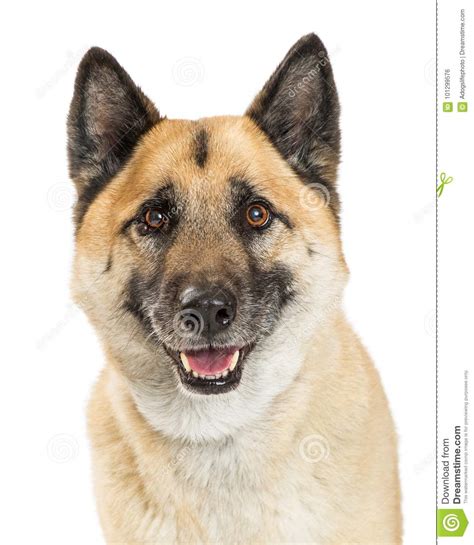 Closeup Happy Akita Dog Stock Photo Image Of Shot Smiling 101299576
