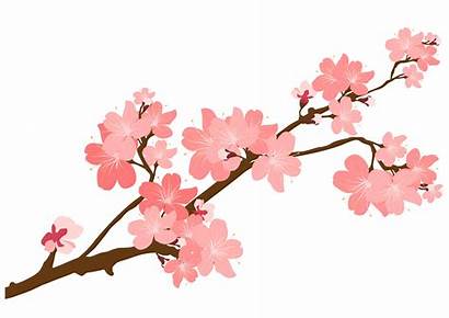 Blossom Cherry Branch Clipart Drawing Japanese Sakura
