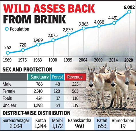 Wild Ass Population Surges By 37 To 6082 In Gujarat Ahmedabad News