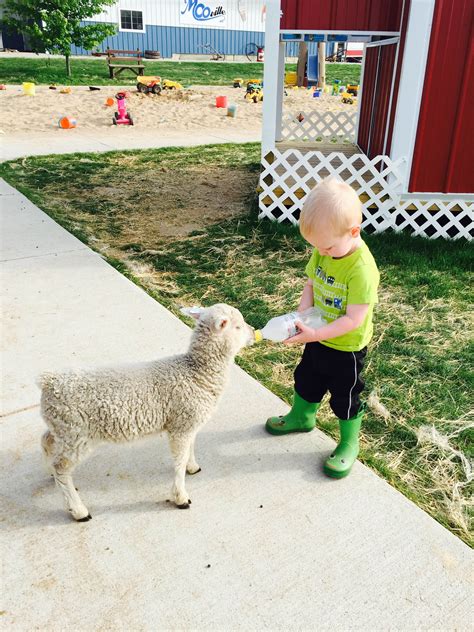 Pony rides are $5 each available for purchase at directly at the pony ride tent, next to the petting zoo. MOO-ville Petting Farm