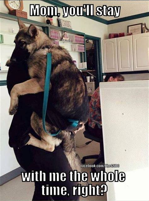Funny Animal Pictures Of The Day 27 Pics