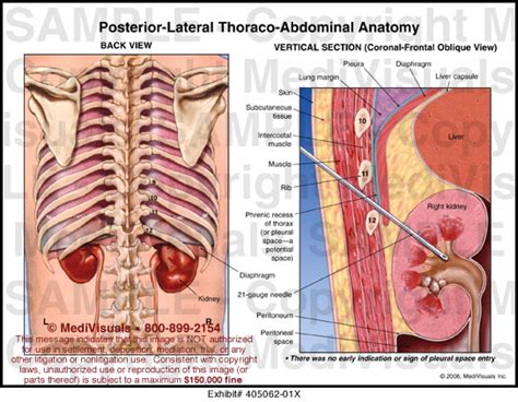 Both the rib cage and the pelvis are important units of body structure; Medivisuals Posterior-Lateral Thoraco-Abdominal Anatomy Medical Illustration