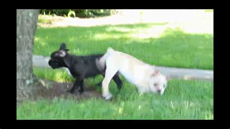 The frenchton has an amicable and affectionate disposition, immensely craving for. Frenchton Puppies For Sale - YouTube