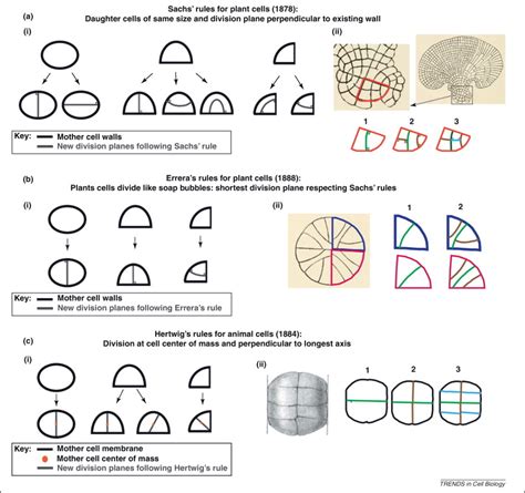 Animals and plants produced by sexual reproduction begin life as a single cell, a fertilised egg or zygote. Predicting division plane position and orientation: Trends ...