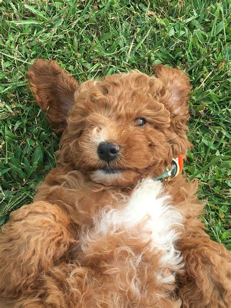 Their goldendoodles puppies cost $2500, but the waiting list is quite long. Red Mini Goldendoodle-Lager! my friend ashley's puppy!!! ️ ...