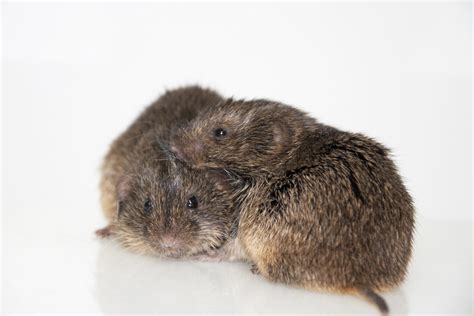 Amount Of Attention From Parents Found To Impact Baby Voles Later In Life