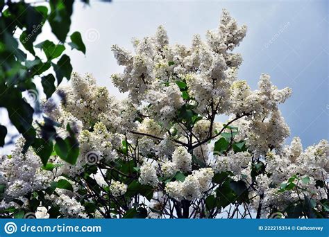 Old Lilac Trees Taken At Lilacs Garden In Moscow Stock Photo Image