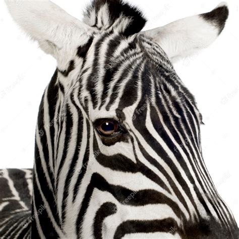 Premium Photo Zebra In Front On A White Isolated