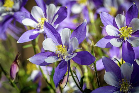 Colorado State Flower Blue Columbines Photograph By Teri