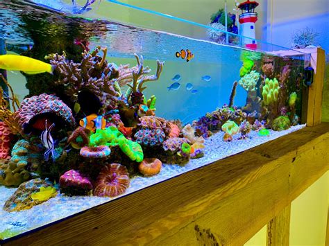 Build Thread Shallowreeftank Reef2reef Saltwater And Reef Aquarium