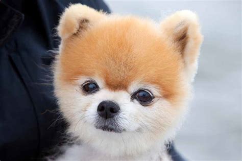 Best dog names | popular female dog names | female dog | popular dog names | dog names. Small Male Dog Names: Little Sounding Ideas For Boys