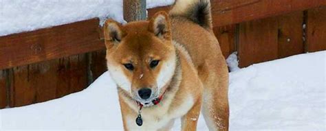 Hokkaido Dog Breed Info Characteristics Traits
