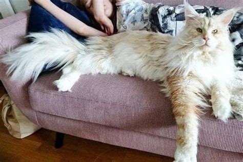 Maine Coon Size Comparison To Normal Cat