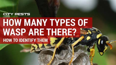 Wasp And Hornet Identification How To Identify Types Of Common Wasps