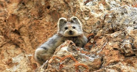 Rare Ili Pika Rabbit Has Been Photographed For The First Time In 20