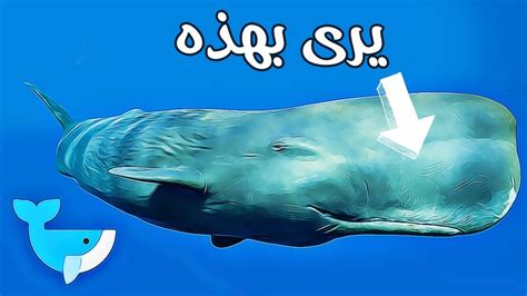 رتب الافكار حسب وجودها في النص ,صفات حوت العنبر ,طريقة اهل عمان في جمع العنبر ,فوائد العنبر العلاجية ,كنز اغلى من الذهب سمات مادة العنبر. كيف يرى حوت العنبر فرائسه في المحيط - YouTube