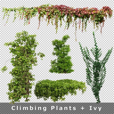 Cutout Plants V Graphics For Landscape Architecture Visualization