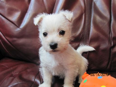 Find a westie on gumtree, the #1 site for dogs & puppies for sale classifieds ads in the uk. Nancy's Westies - Oweins's Litter of Westie Puppies for Sale