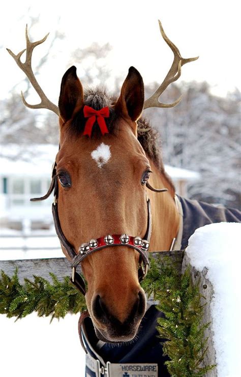 Of all the horses he could have selected, why choose one so imperfect? Rein-horse? Such a cutie! | Christmas horses, Horses ...