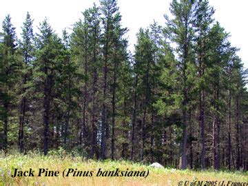 More memes, funny videos and pics on 9gag. Telling Secrets: The Seed of the Jack Pine