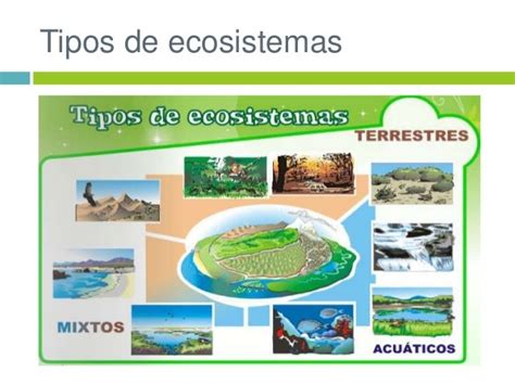 Diferentes Tipos De Ecosistemas