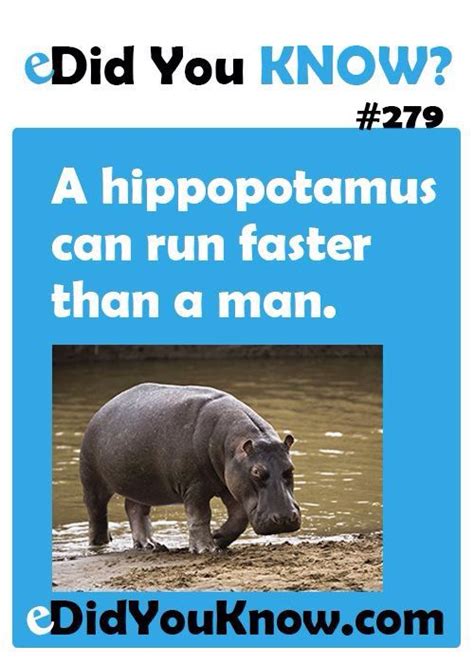 Hippo Fact A Hippopotamus Can Run Faster Than A Man Fun Facts For