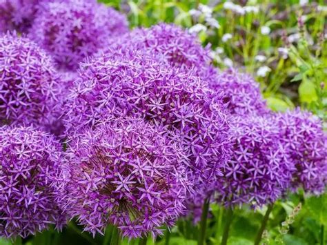 27 Stunning Perennials That Bloom All Summer Tall Perennial Flowers