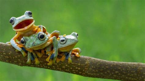 Nature Frog Amphibian Animals Wallpapers Hd Desktop And Mobile