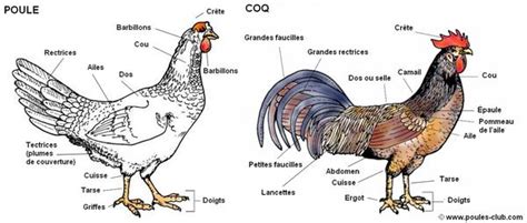 Anatomie De La Poule Et Du Coq Mieux Comprendre