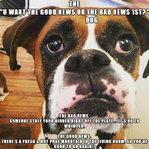 The U Want The Good News Or The Bad News 1st Dog Rmemes