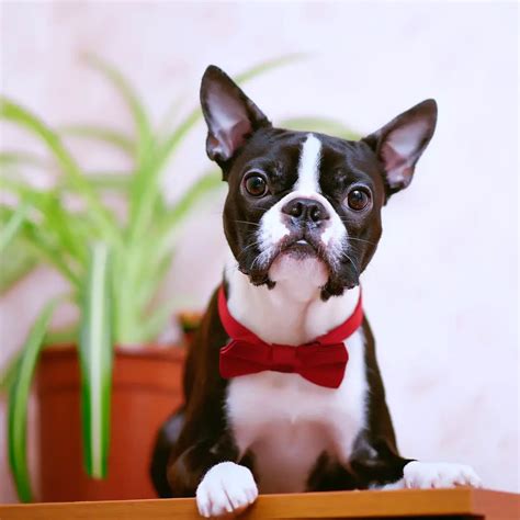 16 Pics That Show Boston Terriers Are The Best Dogs Page 6 Of 6 Pettime
