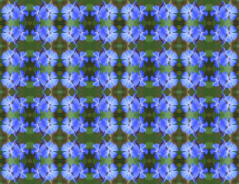 Blue Flower Wallpaper Free Stock Photo Public Domain Pictures