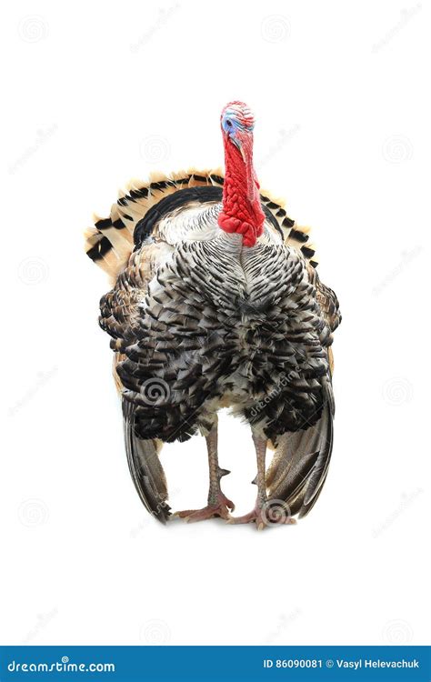 Turkey Cock Stock Image Image Of Farm Farming Male 86090081
