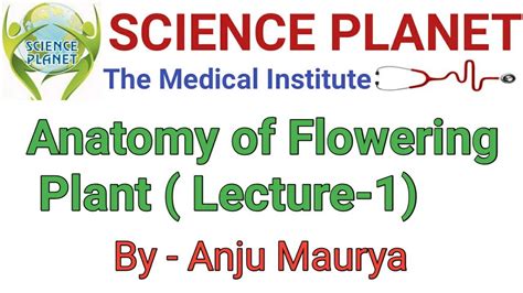 Anotomy Of Flowering Plant Ll Lecture 1 Ll By Anju Maurya Youtube