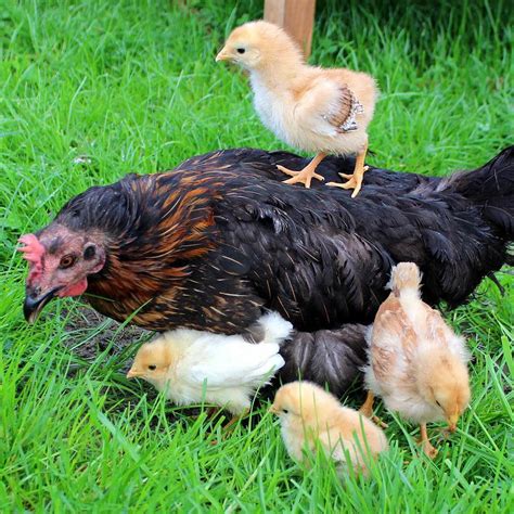 La reproducción de las gallinas Todo lo que debes saber