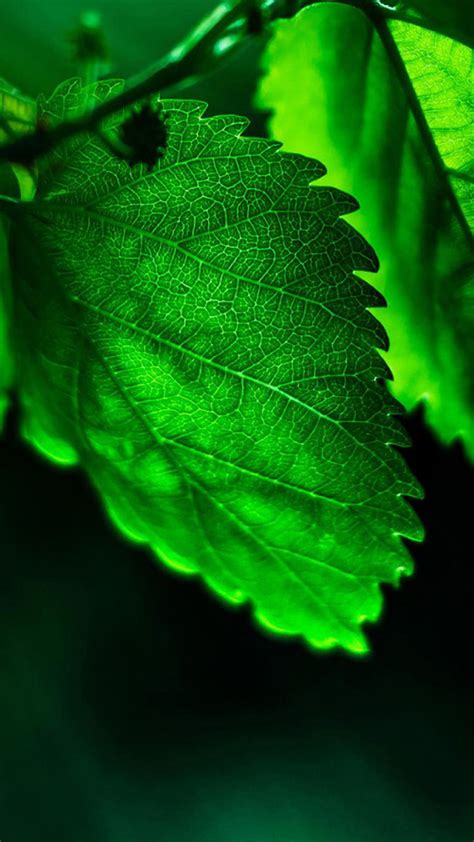 We hope you enjoy our growing collection of hd images. Green Leaf Wallpaper HD (70+ images)