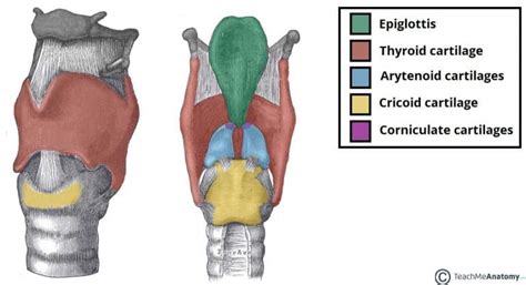 The Larynx Teachmeanatomy