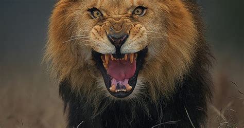 Terrifying Photo Of An Angry Lion Just Moments Before It Charged