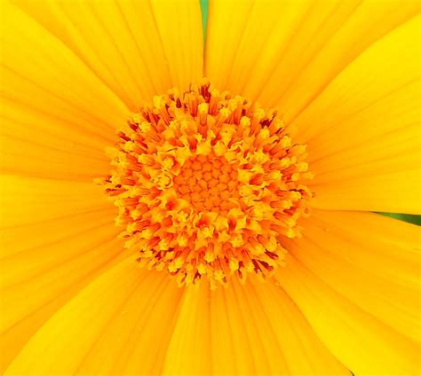 Free Stock Photo 12059 Yellow Flower Close Up Freeimageslive