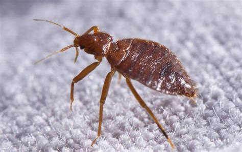 What Diseases Do Bed Bugs Carry Biotherm Green Solutions